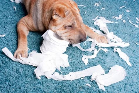 Can Dogs Digest Paper Towels? And Why Do They Think They're Gourmet Snacks?